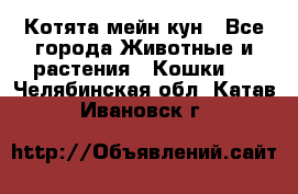 Котята мейн кун - Все города Животные и растения » Кошки   . Челябинская обл.,Катав-Ивановск г.